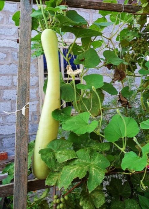 Какие бывают тыквы по цвету. Ботаническое описание 15