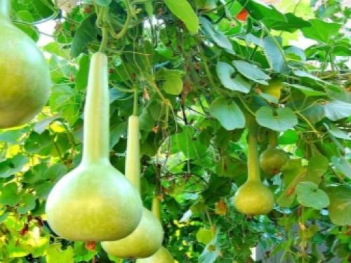 Какие бывают тыквы по цвету. Ботаническое описание 12