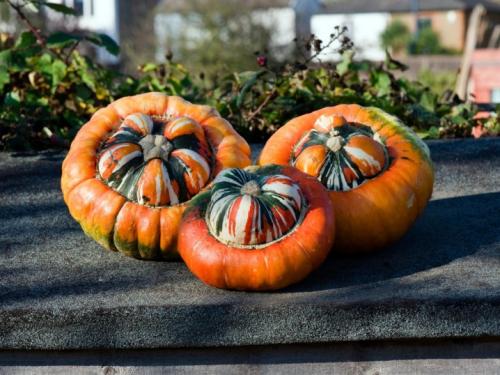 Какие бывают тыквы по цвету. Ботаническое описание 11