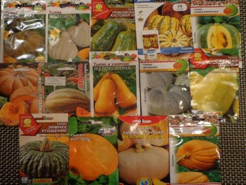 Сорта тыквы для открытого грунта с описанием и фотографиями видов