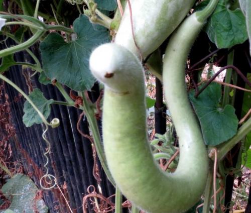 Какие бывают тыквы по цвету. Ботаническое описание 07