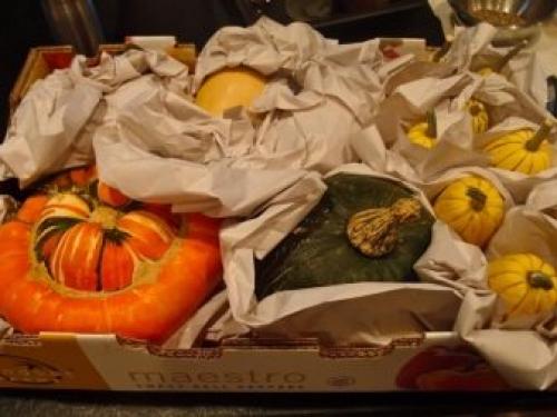 Какие бывают тыквы по цвету. Ботаническое описание 02