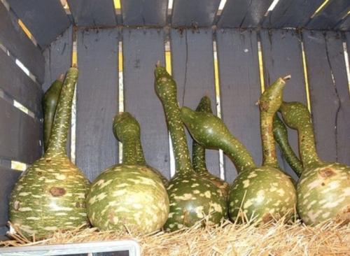 Какие бывают тыквы по цвету. Ботаническое описание 06