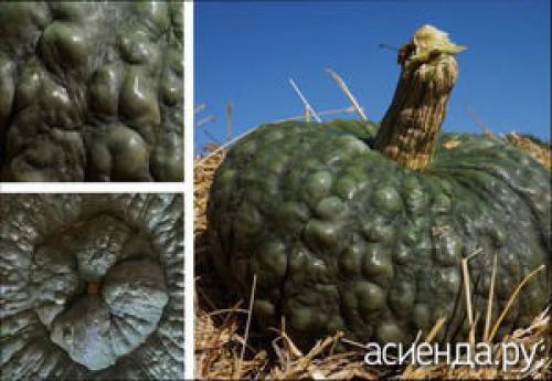 Какие бывают тыквы по цвету. Ботаническое описание 05