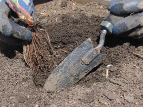 Подготовка грядки для посадки клубники. Посадка клубники в открытый грунт осенью, весной, в августе – сроки, схема высадки