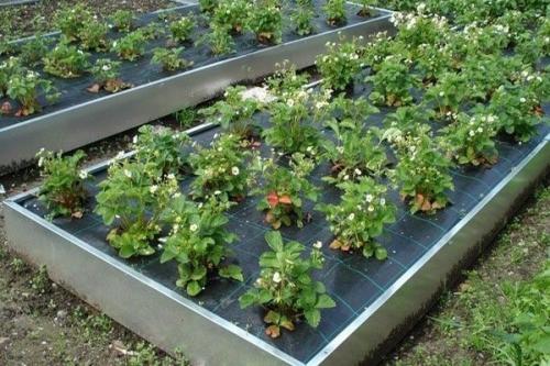 Что внести в грядку под клубнику. Обычная грядка.