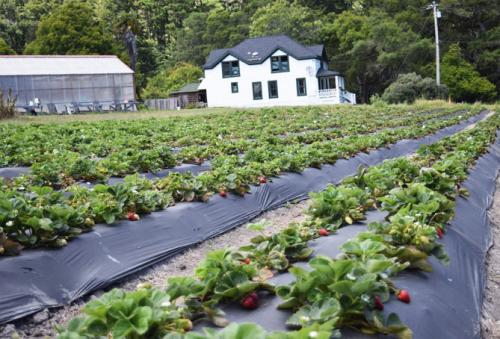 Подготовка грядки для посадки клубники. Посадка клубники в открытый грунт осенью, весной, в августе – сроки, схема высадки