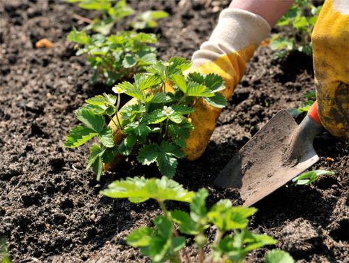 Подготовка грядки для посадки клубники. Посадка клубники в открытый грунт осенью, весной, в августе – сроки, схема высадки