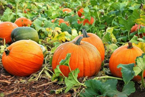 Подмосковные особенности выращивания тыквы: советы и рекомендации 05 Подмосковные особенности выращивания тыквы: советы и рекомендации 05