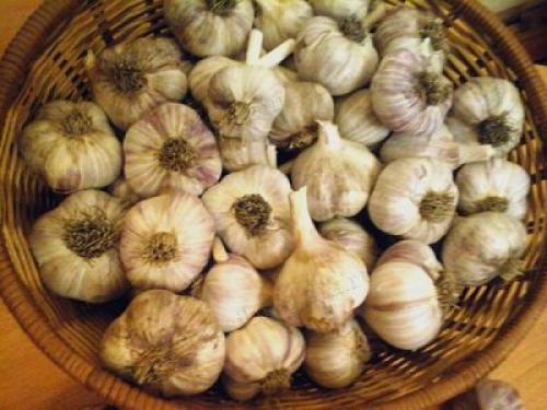 Как сохранить летний чеснок до весны. Как сохранить чеснок до весны 01