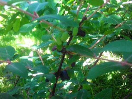 Посадка жимолости съедобной весной. Добавление статьи в новую подборку 06