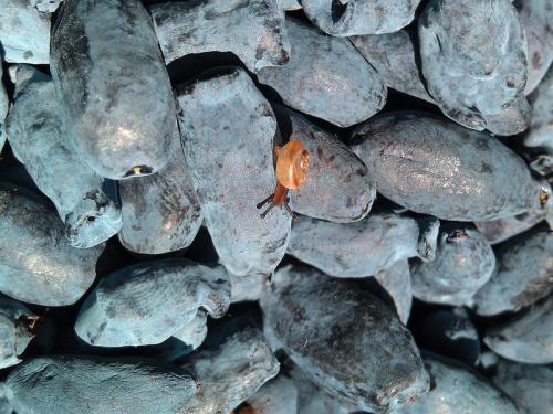 Посадка жимолости съедобной весной. Добавление статьи в новую подборку 05