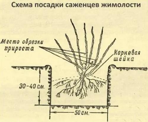 Посадка жимолости летом. Жимолость: посадка и уход в открытом грунте