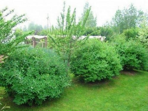 Посадка жимолости съедобной весной. Добавление статьи в новую подборку 04