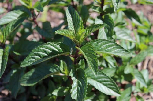 Посадка овощей в тени: лучшие варианты для вашего сада 09