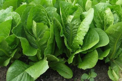 Посадка овощей в тени: лучшие варианты для вашего сада 07