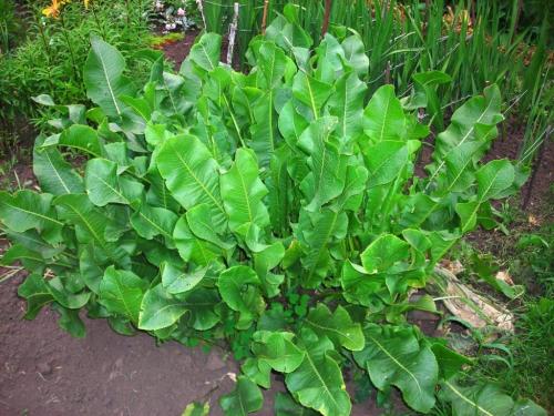 Посадка овощей в тени: лучшие варианты для вашего сада 03