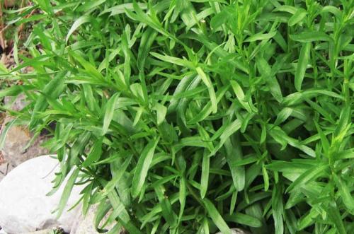 Посадка овощей в тени: лучшие варианты для вашего сада 14