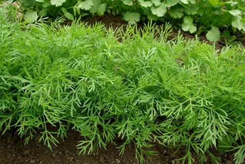 Посадка овощей в тени: лучшие варианты для вашего сада 13