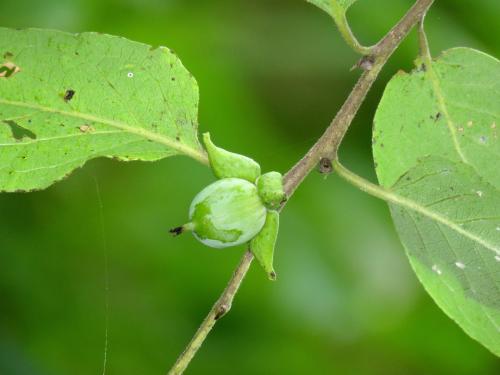 Как сохранить саженец хурмы до весны. Описание