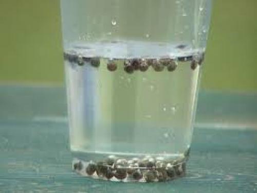 Репа сажать семена. Посев семян на рассаду