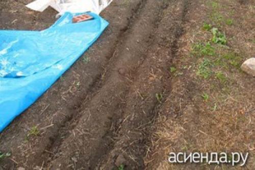 Когда сажать репу на зиму. Подзимний посев репы