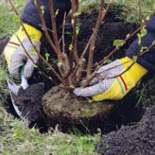 Как правильно выбрать место для посадки ягодных кустарников. Посадка плодовых деревьев и кустарников