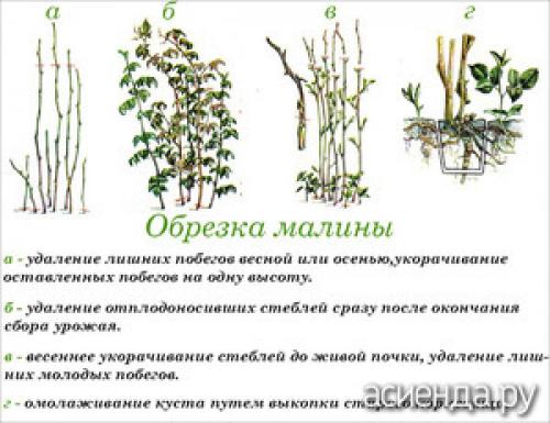 Как правильно обрезка ягодных кустарников влияет на урожай. Обрезка ягодных кустов: правила и сроки