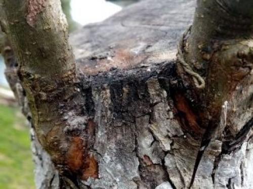 Как правильно выбрать и прививать фруктовые деревья. Зачем нужны прививки?