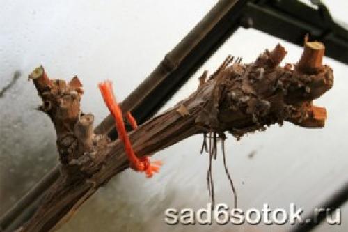 Какие фруктовые и ягодные культуры наиболее подходят для выращивания в теплице