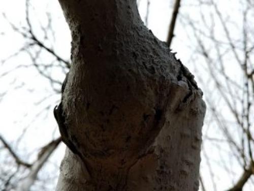 Как правильно выбрать и прививать фруктовые деревья. Зачем нужны прививки?