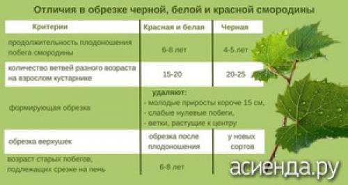 Какие фруктовые и ягодные культуры наиболее подходят для выращивания в теплице