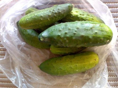 Какие сорта огурцов имеют наибольшую устойчивость к засухе. 10 морозоустойчивых сортов огурцов, которые можно выращивать без рассады