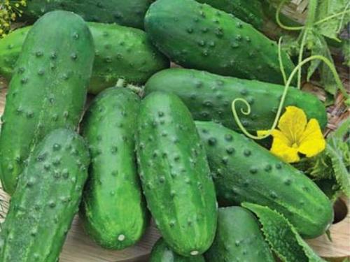 Какие сорта огурцов имеют наибольшую устойчивость к засухе. 10 морозоустойчивых сортов огурцов, которые можно выращивать без рассады