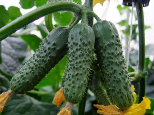 Какие сорта огурцов имеют наибольшую устойчивость к засухе. 10 морозоустойчивых сортов огурцов, которые можно выращивать без рассады