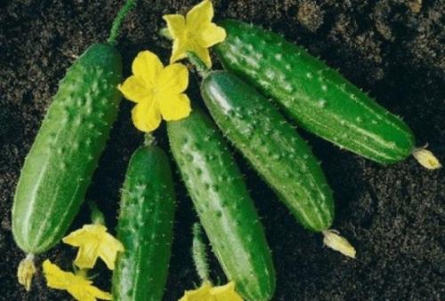 Какие сорта огурцов имеют наибольшую устойчивость к засухе. 10 морозоустойчивых сортов огурцов, которые можно выращивать без рассады