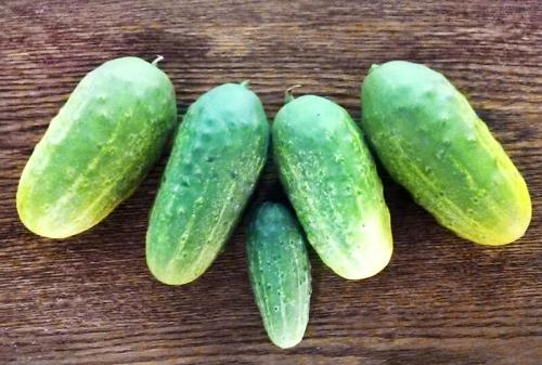 Какие сорта огурцов имеют наибольшую устойчивость к засухе. 10 морозоустойчивых сортов огурцов, которые можно выращивать без рассады