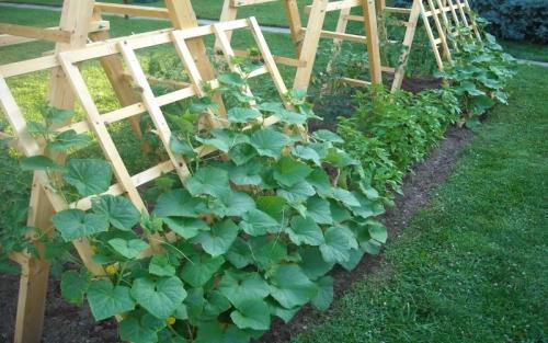 Овощи для тенистых участков: как выбрать и вырастить 02 Овощи для тенистых участков: как выбрать и вырастить 02