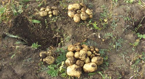 Картофель в органических траншеях. Способы увеличить плодородный слой