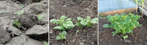 Картофель в органических траншеях. Способы увеличить плодородный слой