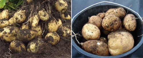 Картофель в органических траншеях. Способы увеличить плодородный слой