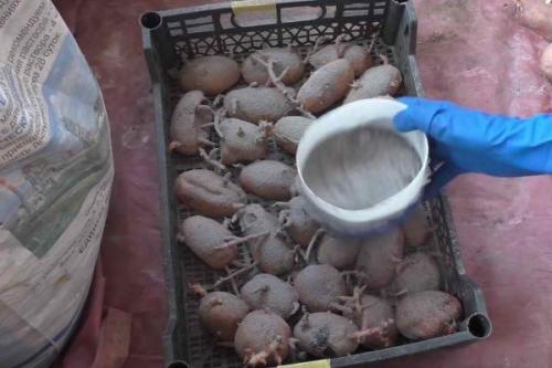 Посадка картофеля в траншеи. Традиционный способ посадки «под лопату» 04