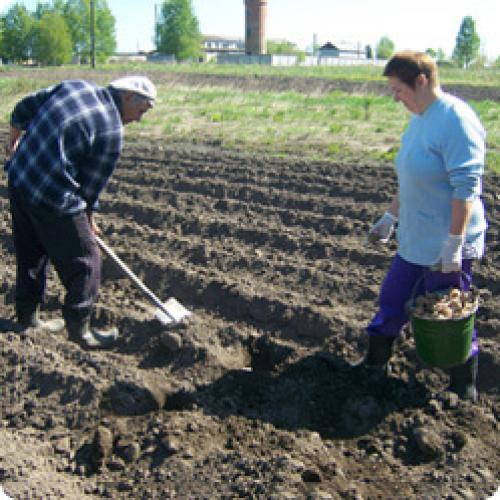 Лучшая посадка картофеля. СПОСОБЫ ПОСАДКИ КАРТОФЕЛЯ