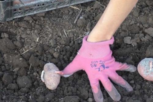 Посадка картофеля в траншеи. Традиционный способ посадки «под лопату» 07