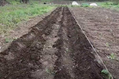 Посадка картофеля в траншеи. Традиционный способ посадки «под лопату» 05