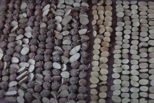 Посадка картофеля в траншеи. Традиционный способ посадки «под лопату» 03