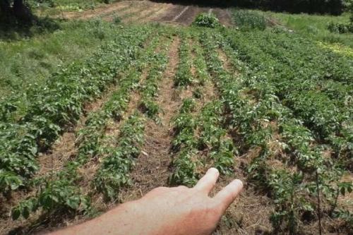 Посадка картофеля в траншеи. Традиционный способ посадки «под лопату» 11