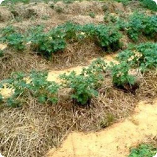 Лучшая посадка картофеля. СПОСОБЫ ПОСАДКИ КАРТОФЕЛЯ