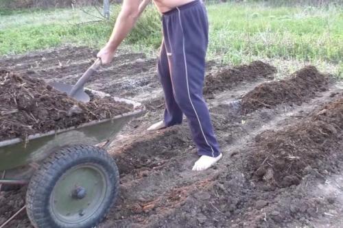 Посадка картофеля в траншеи. Традиционный способ посадки «под лопату» 09