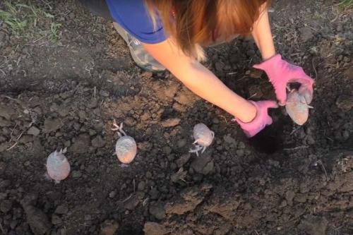 Посадка картофеля в траншеи. Традиционный способ посадки «под лопату» 08